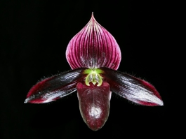 Paphiopedilum Petula's Glamor Slipper Zone Magically Maroon AM/AOS 82 pts.